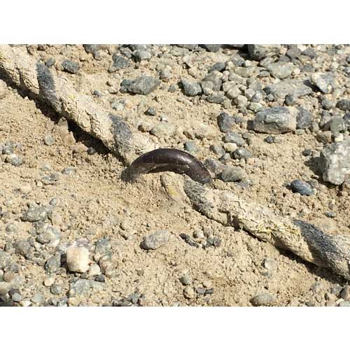 ユタカメイク 金具 打込カンU型 5φ×100mm KG-27