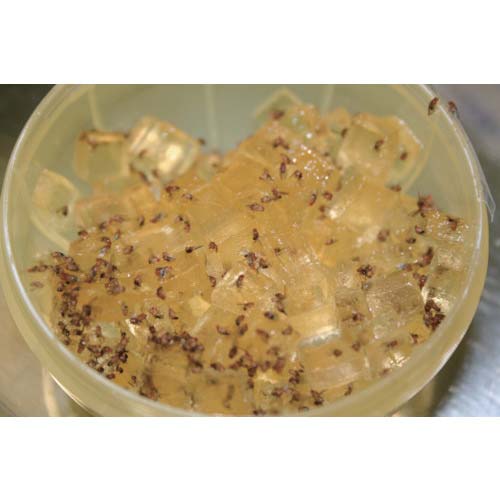 アース コバエがホイホイ 180315