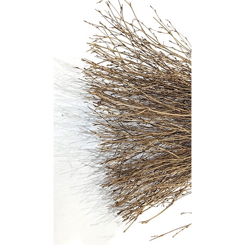 ミズキ 竹箒 工事場用