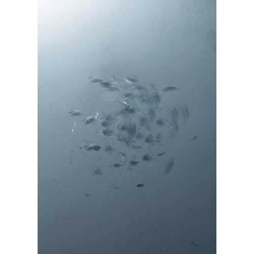 OH フラット板金ハンマー小口径(横ナラシ)#3/4 FBYS-07