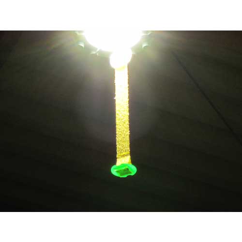 カモ井 吊るすだけ 粘着式ハエ取り TSURUSUDAKE