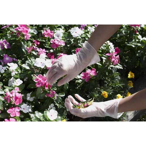 【廃番】SHOWA ビニール使い捨て手袋 おそうじでつかっ手 24枚入 フリーサイズ OSJ-24P