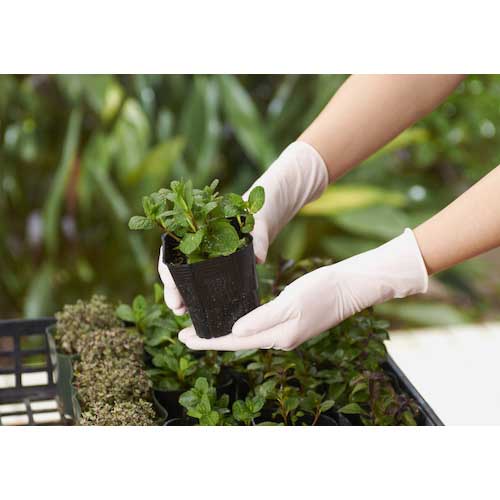 SHOWA 天然ゴム使い捨て手袋 ナイスハンドきれいな手つかいきりグローブ 天然ゴム 100枚入 Lサイズ NHKTTGNR-L100P