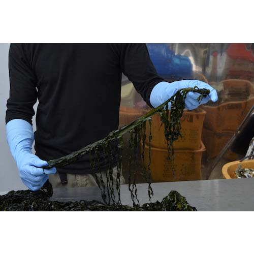 SHOWA ニトリルゴム使い捨て手袋 No887ニトリスト・スーパーロング50枚入 Lサイズ NO887-L