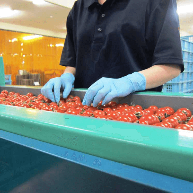 SHOWA ニトリルゴム 使い捨て手袋 No882 ニトリスト・タッチ 100枚入 Lサイズ NO882-L