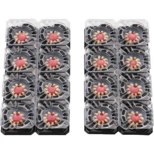 アース 業務用アースゴキブリホウ酸ダンゴ1箱64個入り(=16個×4袋) 675514